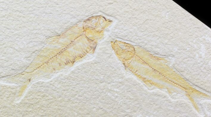 Multiple Knightia Fossil Fish Plate - x #42459